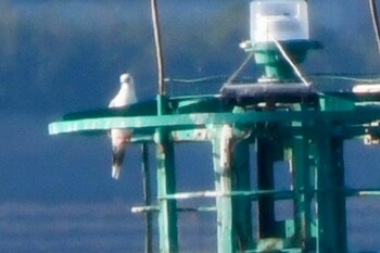 Red-footed Booby Sambanze Tideland Sat, 11/13/2021