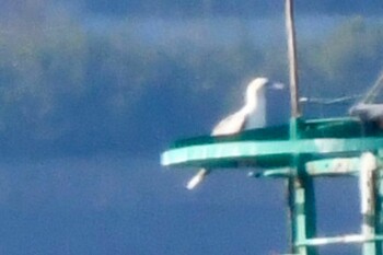 Red-footed Booby Sambanze Tideland Sat, 11/13/2021