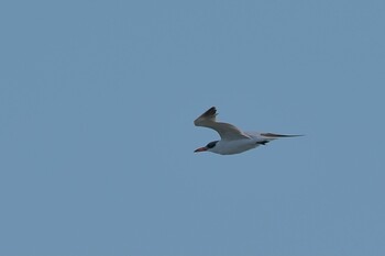 オニアジサシ ふなばし三番瀬海浜公園 2021年11月13日(土)