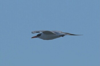 Caspian Tern Sambanze Tideland Sat, 11/13/2021