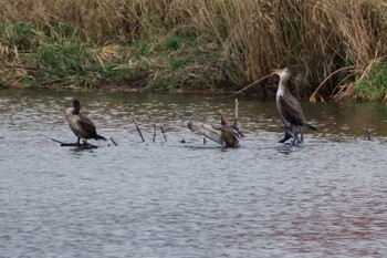 2021年11月13日(土) 新川河口(札幌市)の野鳥観察記録