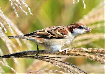 Russet Sparrow 湖北野鳥センター Sat, 11/13/2021