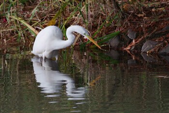 2021年11月13日(土) 中島公園の野鳥観察記録