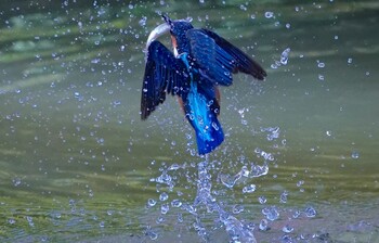 カワセミ 千里南公園 2021年11月13日(土)