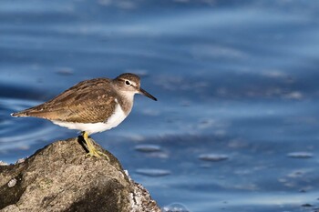 Common Sandpiper Tokyo Port Wild Bird Park Sat, 11/13/2021