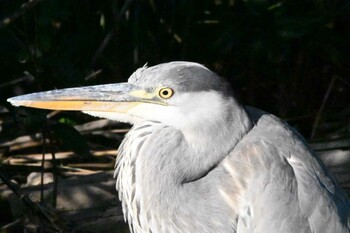 2021年11月13日(土) 東京港野鳥公園の野鳥観察記録