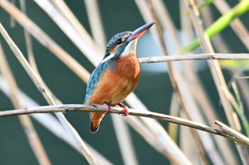 カワセミ 東京港野鳥公園 2021年11月13日(土)