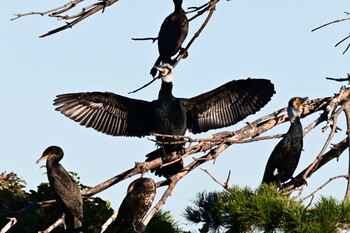 Great Cormorant Tokyo Port Wild Bird Park Sat, 11/13/2021