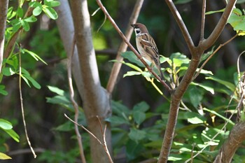 スズメ 東京港野鳥公園 2021年11月13日(土)