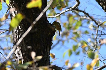 メジロ 東京港野鳥公園 2021年11月13日(土)