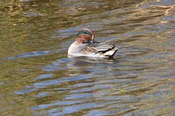 コガモ 東京港野鳥公園 2021年11月13日(土)