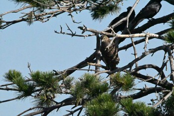 オオタカ 東京港野鳥公園 2021年11月13日(土)