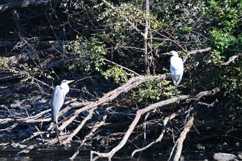 ダイサギ 東京港野鳥公園 2021年11月13日(土)