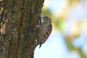 コゲラ 東京港野鳥公園 2021年11月13日(土)