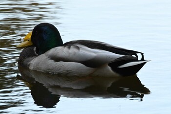 マガモ 東京港野鳥公園 2021年11月13日(土)