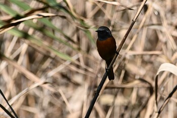 ジョウビタキ 東京港野鳥公園 2021年11月13日(土)