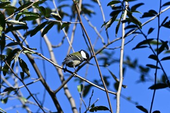 シジュウカラ 東京港野鳥公園 2021年11月13日(土)