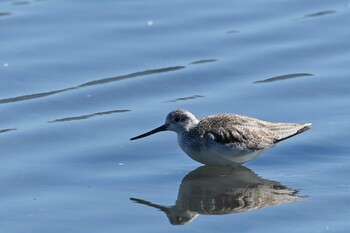 アオアシシギ 東京港野鳥公園 2021年11月13日(土)