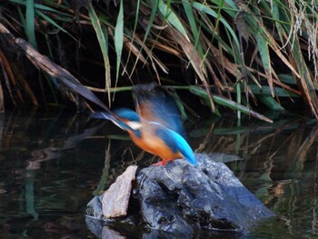 Common Kingfisher 淀川河川公園 Sat, 11/13/2021