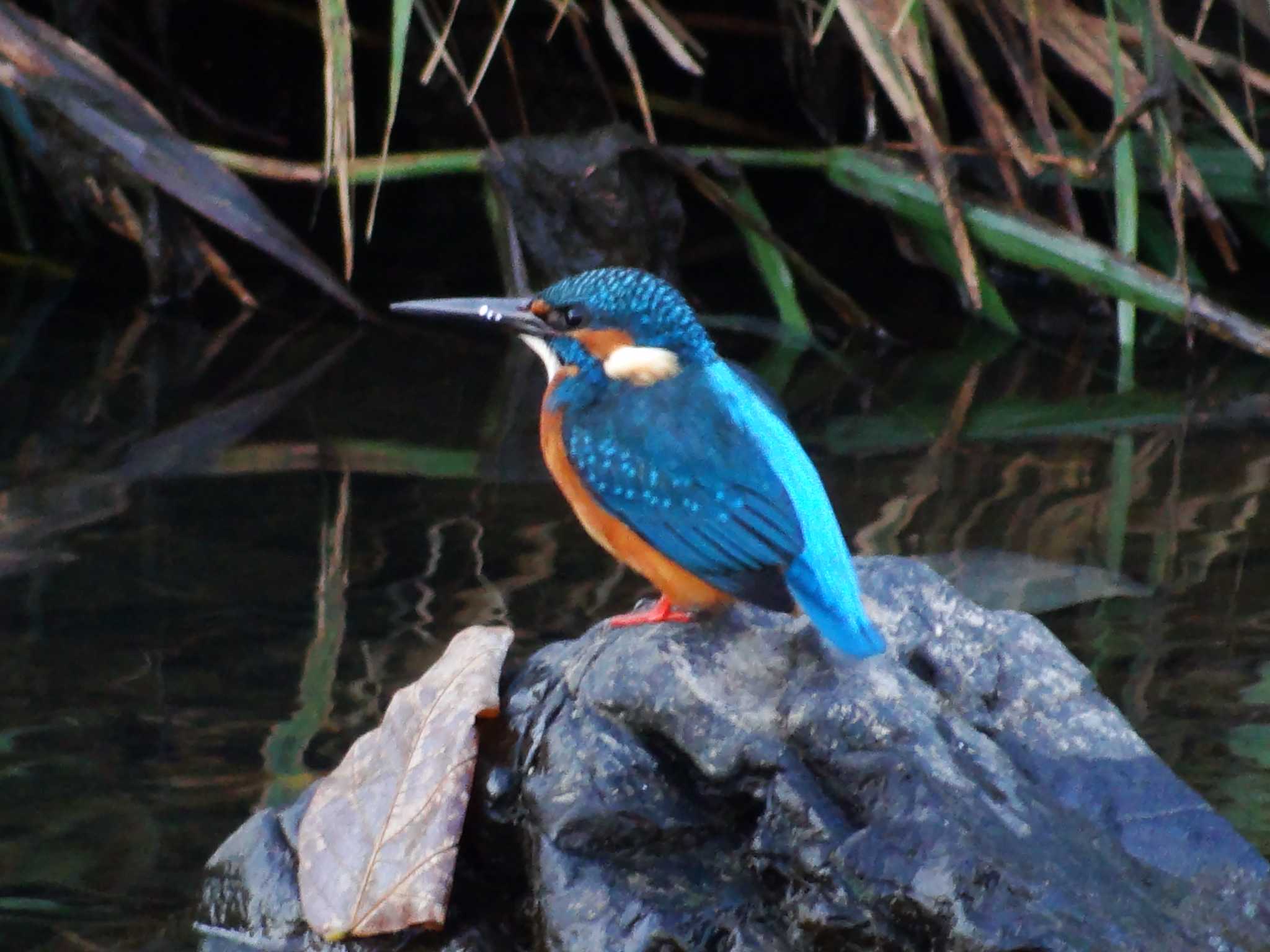 Photo of Common Kingfisher at 淀川河川公園 by Takuaki Ueda