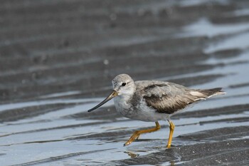 ソリハシシギ ふなばし三番瀬海浜公園 2021年11月7日(日)