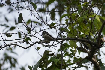 2021年10月21日(木) 秋ヶ瀬公園の野鳥観察記録