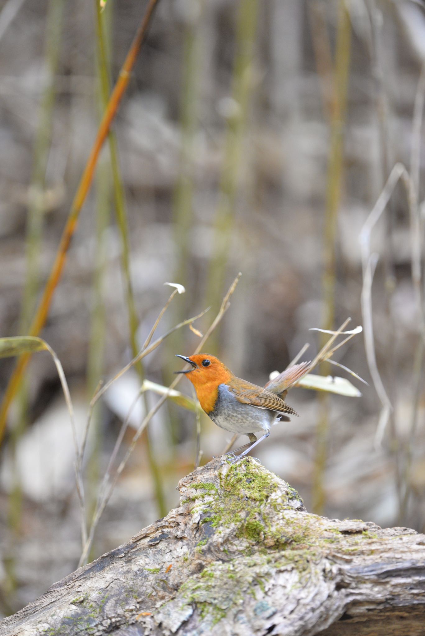 Photo of Japanese Robin at  by Yukihiro  Inoue