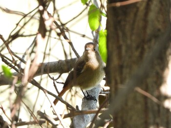 2021年11月13日(土) 服部緑地の野鳥観察記録