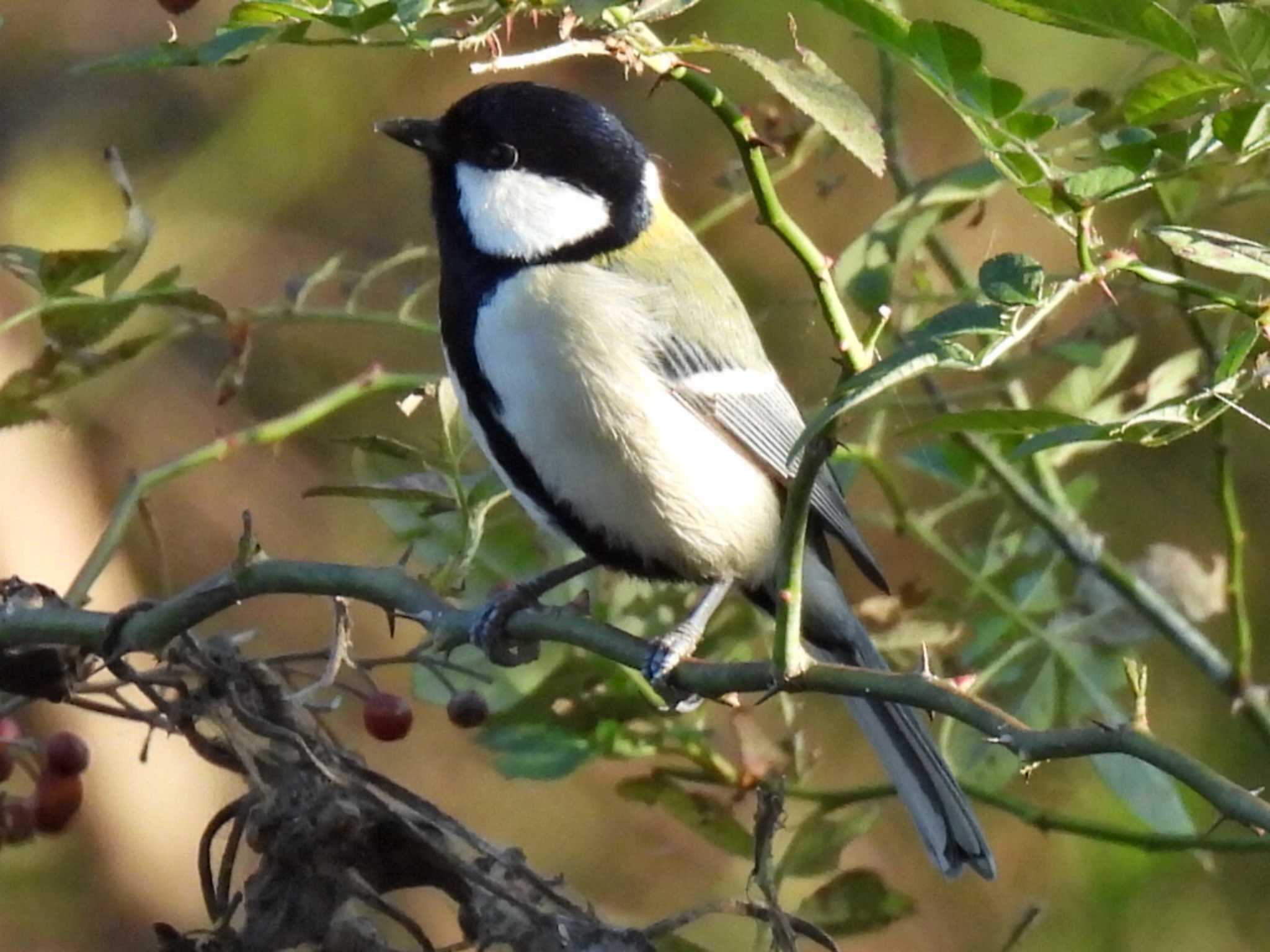 Photo of Japanese Tit at 祖父江ワイルドネイチャー緑地 by 寅次郎