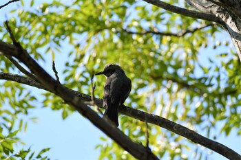 Brown-eared Bulbul 東京都立桜ヶ丘公園(聖蹟桜ヶ丘) Wed, 11/3/2021