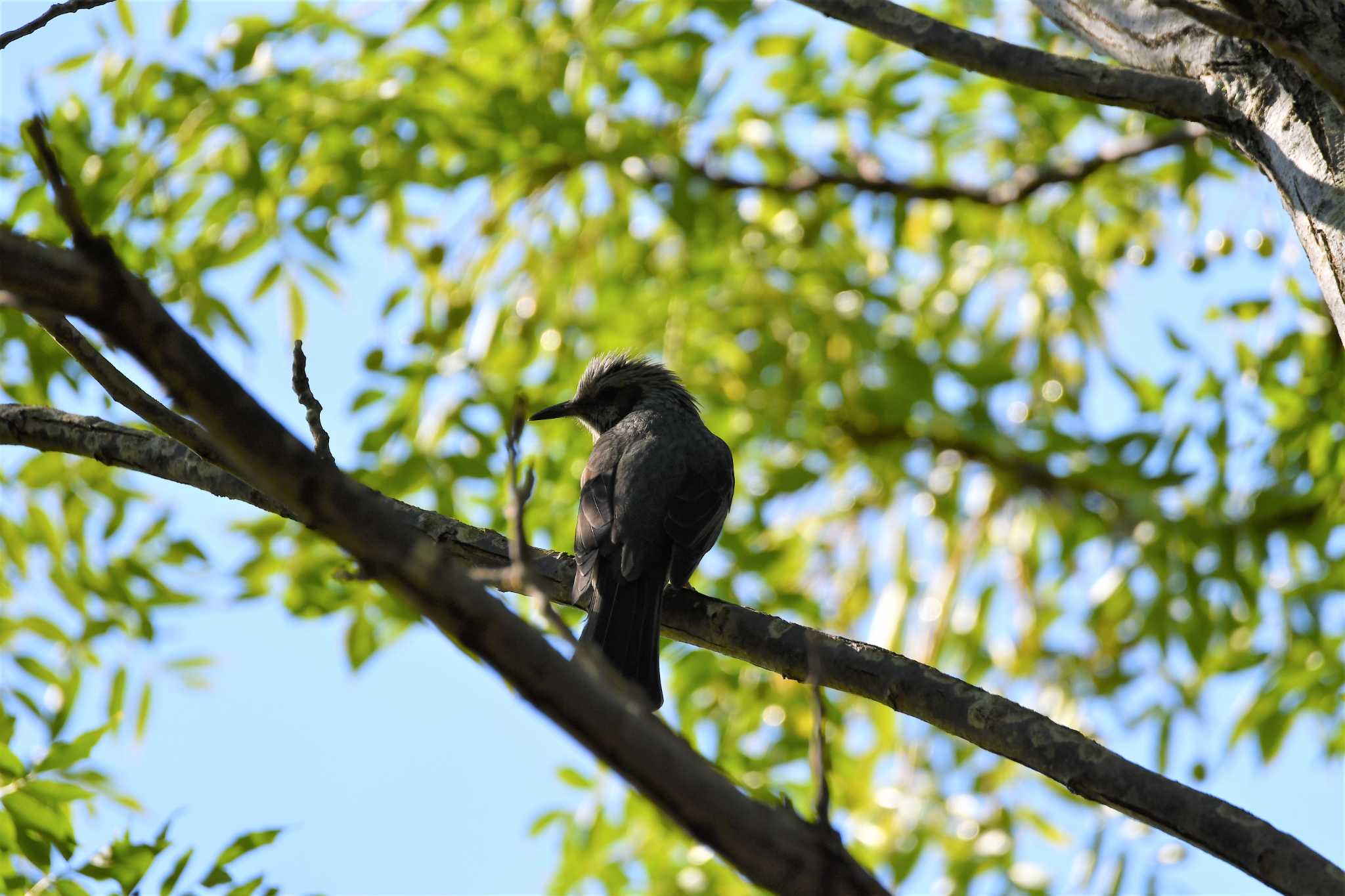 Brown-eared Bulbul