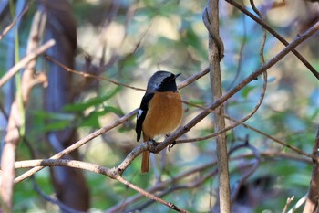 Daurian Redstart Hayatogawa Forest Road Sat, 11/13/2021