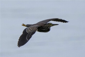 Striated Heron Pasir Ris Park (Singapore) Sat, 11/13/2021