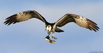 Osprey 湖北野鳥センター Sat, 11/13/2021