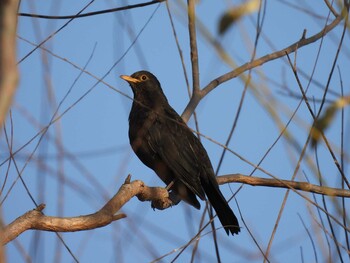 Chinese Blackbird Chaoyang Park(Beijing) Sat, 11/13/2021