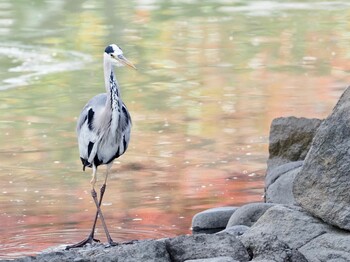 2021年11月11日(木) 中津城の野鳥観察記録