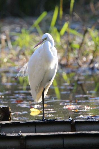 Medium Egret Shakujii Park Sat, 11/13/2021