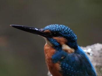 Common Kingfisher 四ツ池公園 Sun, 11/14/2021