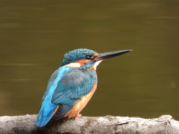 Common Kingfisher 四ツ池公園 Sun, 11/14/2021