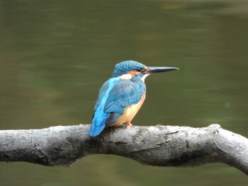 Common Kingfisher 四ツ池公園 Sun, 11/14/2021