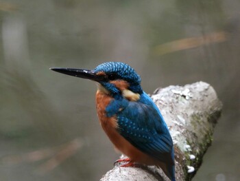 Common Kingfisher 四ツ池公園 Sun, 11/14/2021