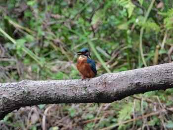 Common Kingfisher 四ツ池公園 Sun, 11/14/2021