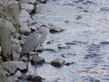 Grey Heron 埼玉県鴻巣市吹上　元荒川 Sun, 10/3/2021