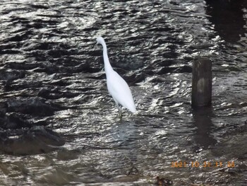 Little Egret 埼玉県鴻巣市吹上　元荒川 Sun, 10/31/2021