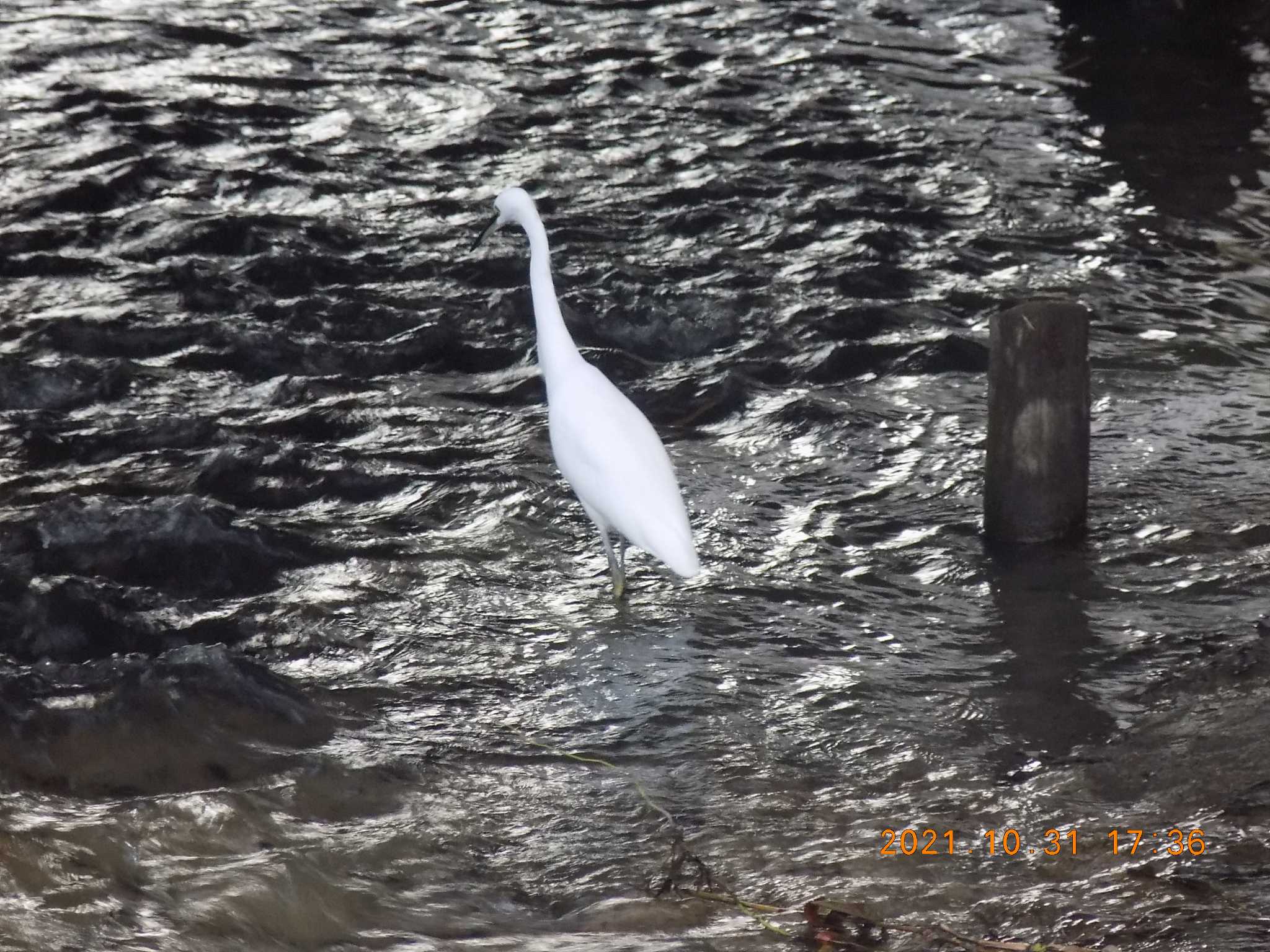 Photo of Little Egret at 埼玉県鴻巣市吹上　元荒川 by 近所で鳥見