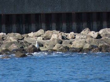 Little Egret 東京湾(東京水辺ライン船上) Sat, 11/13/2021