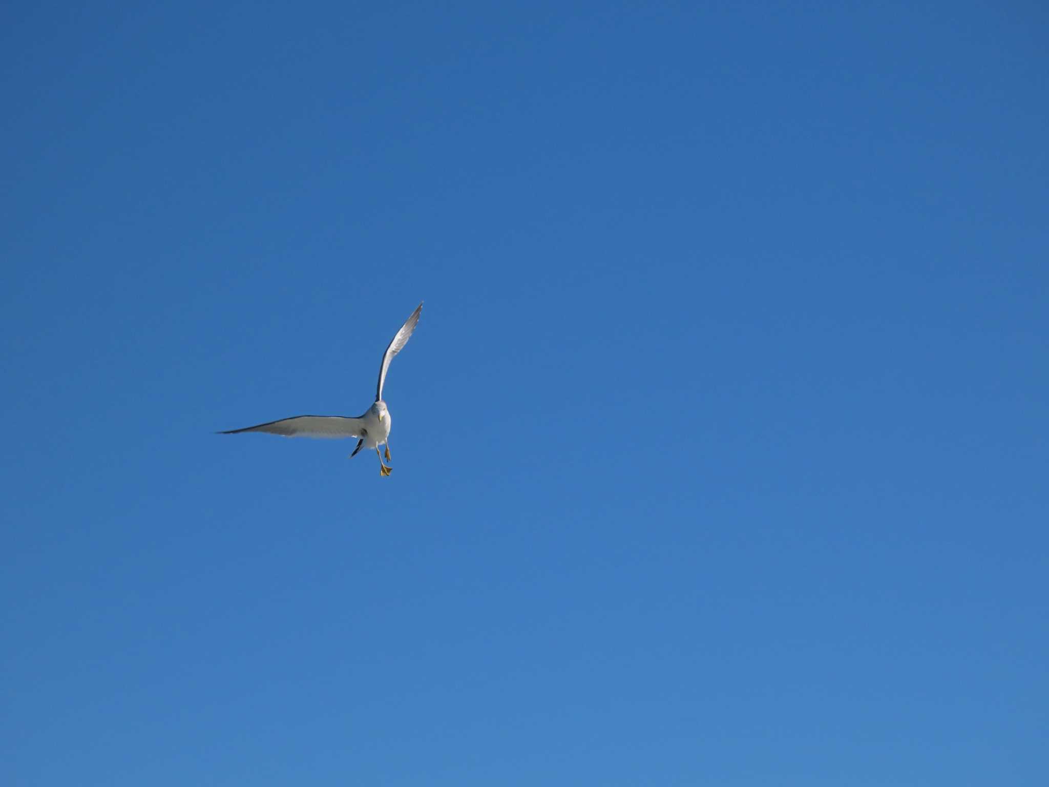 Black-tailed Gull