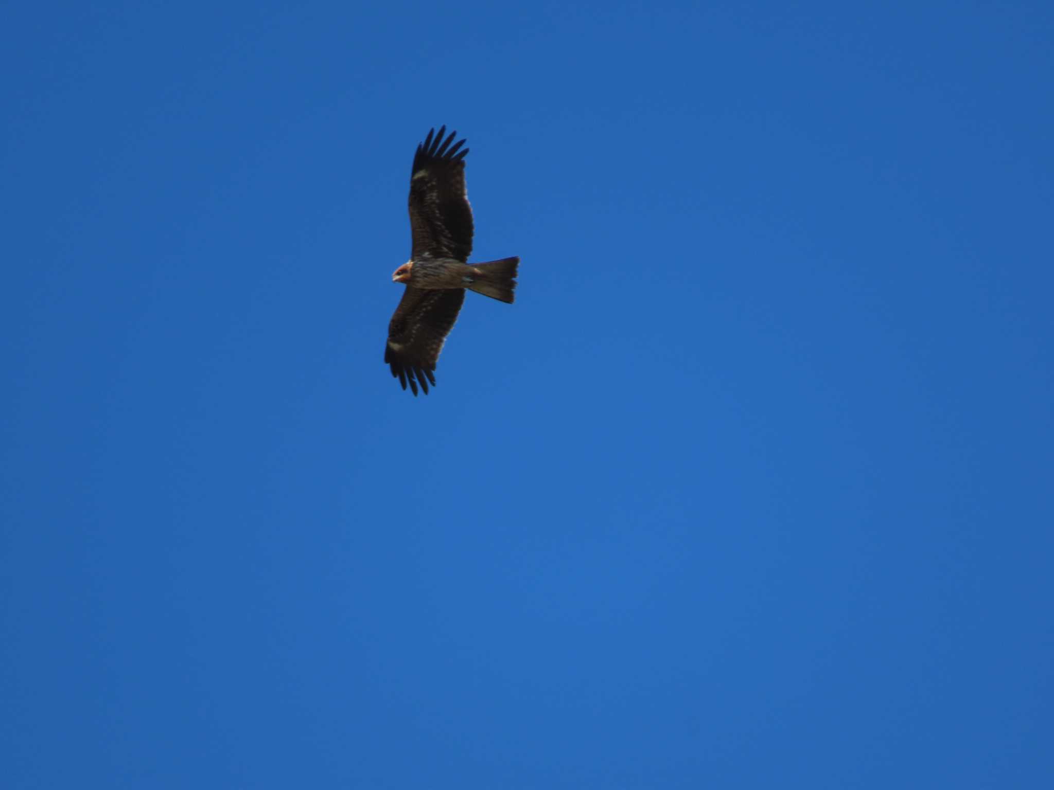 Photo of Black Kite at 東京湾(東京水辺ライン船上) by のぐち