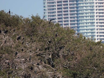 Great Cormorant 東京湾(東京水辺ライン船上) Sat, 11/13/2021