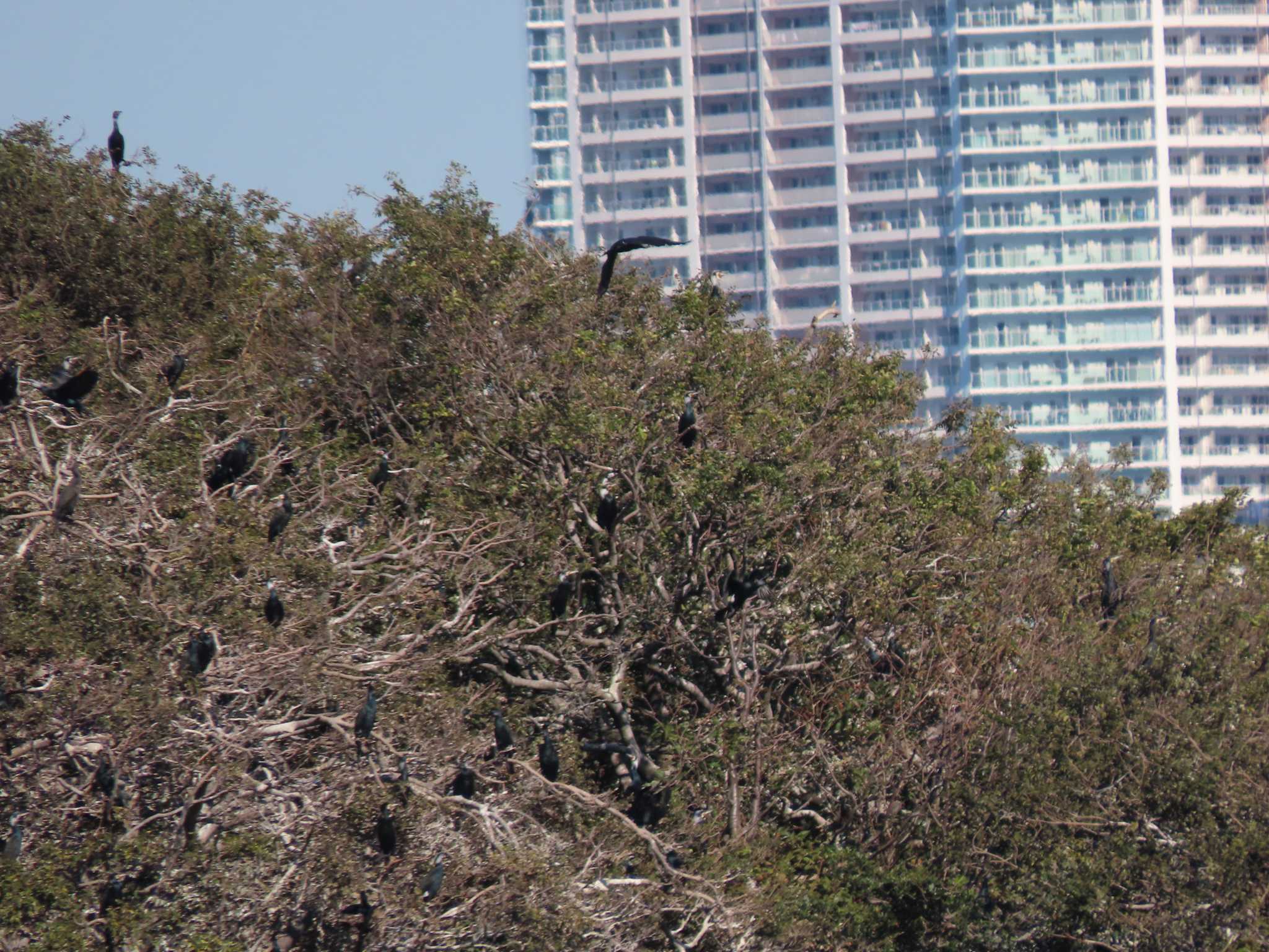 東京湾(東京水辺ライン船上) カワウの写真 by のぐち